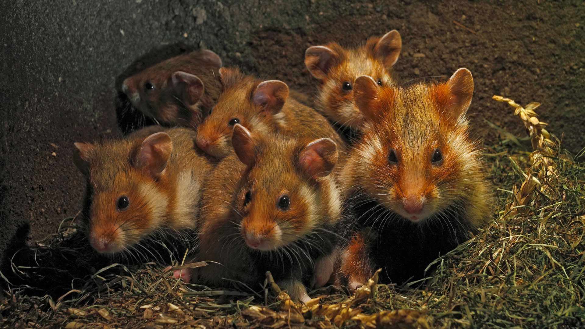 Tierwelt Live Bei Tieren Zu Hause