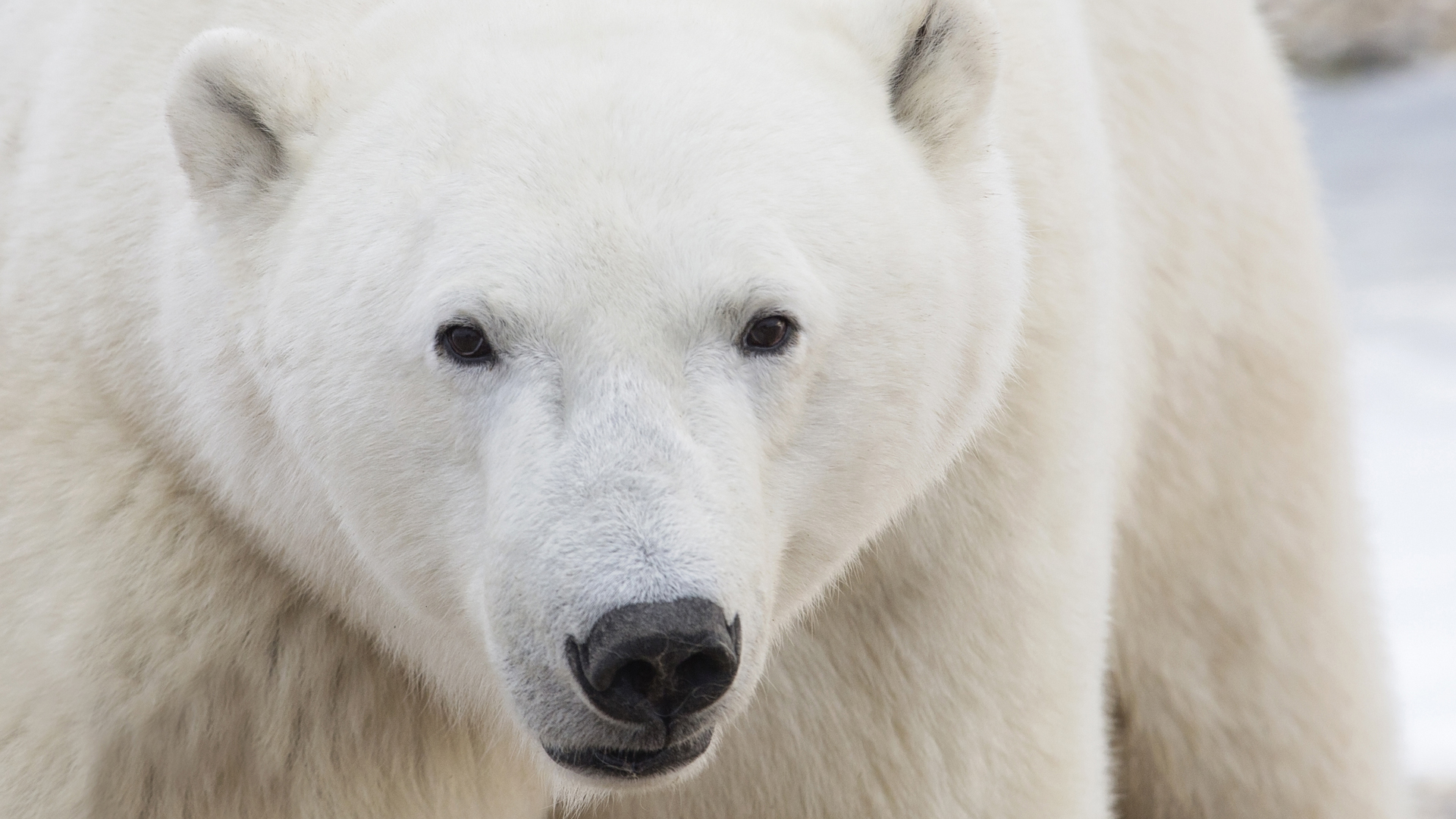 TIERWELT Live Der Eisbär