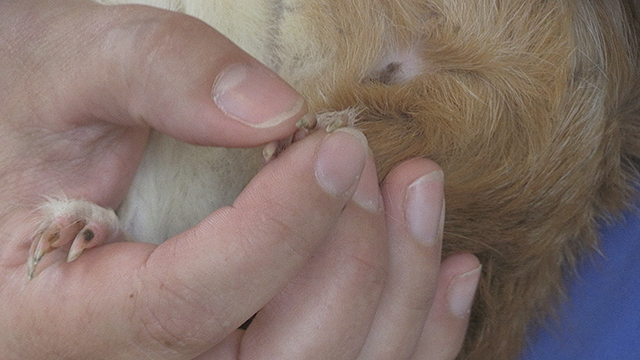 Tierwelt Live Krallen Schneiden Beim Meerschweinchen 